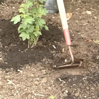 stikkelsbær gjødsel stikkelsbær gjødsel